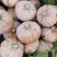 盘龙204南瓜一手货源大吨位供应，量大优惠，欢迎合作
