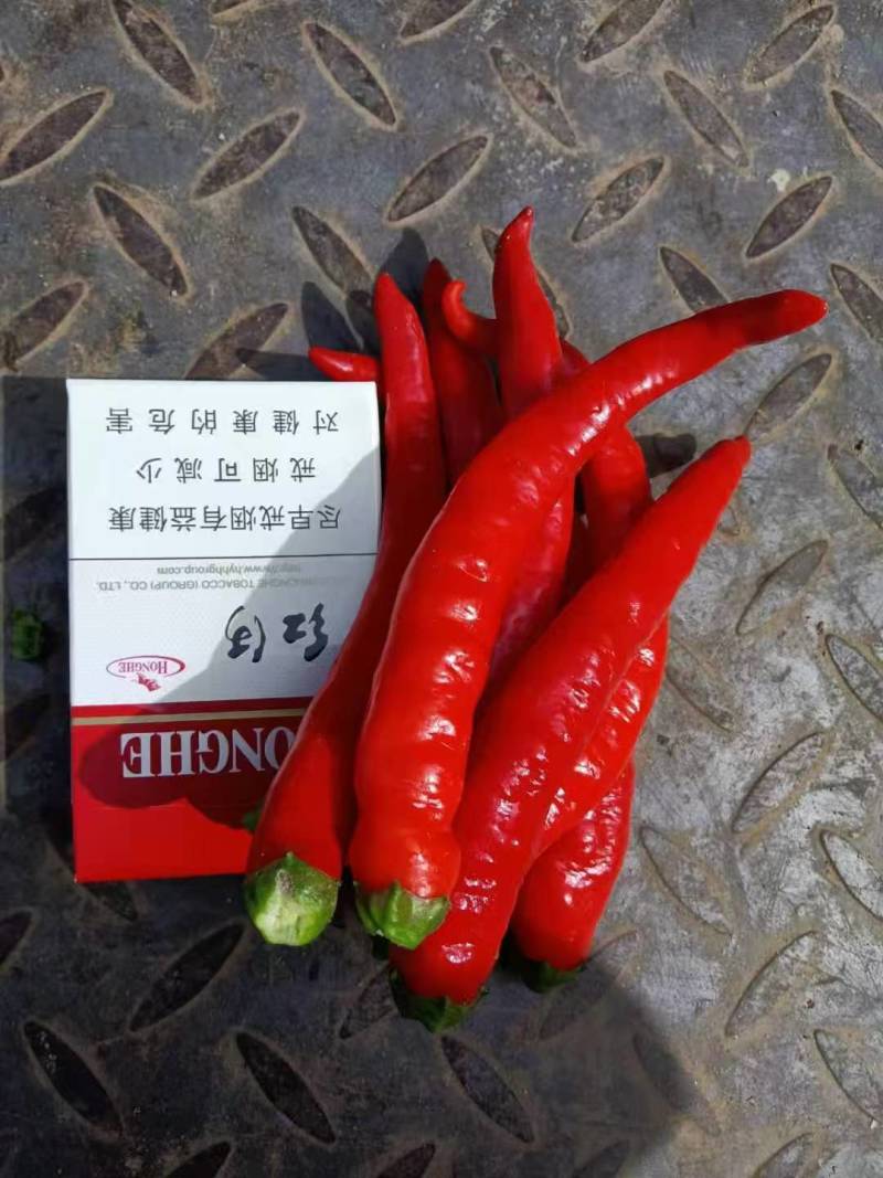 山西忻州红线椒/金红二号辣椒大量上市货源充足欢迎下单