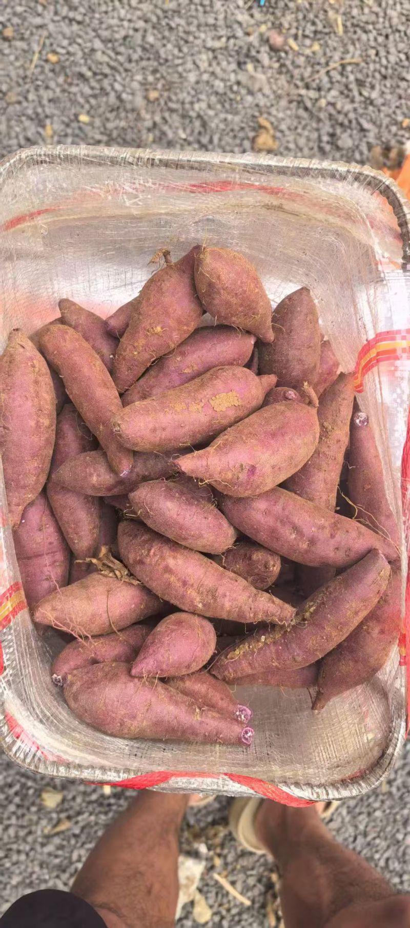 红薯紫薯基地直发品质保证量大从优欢迎来电