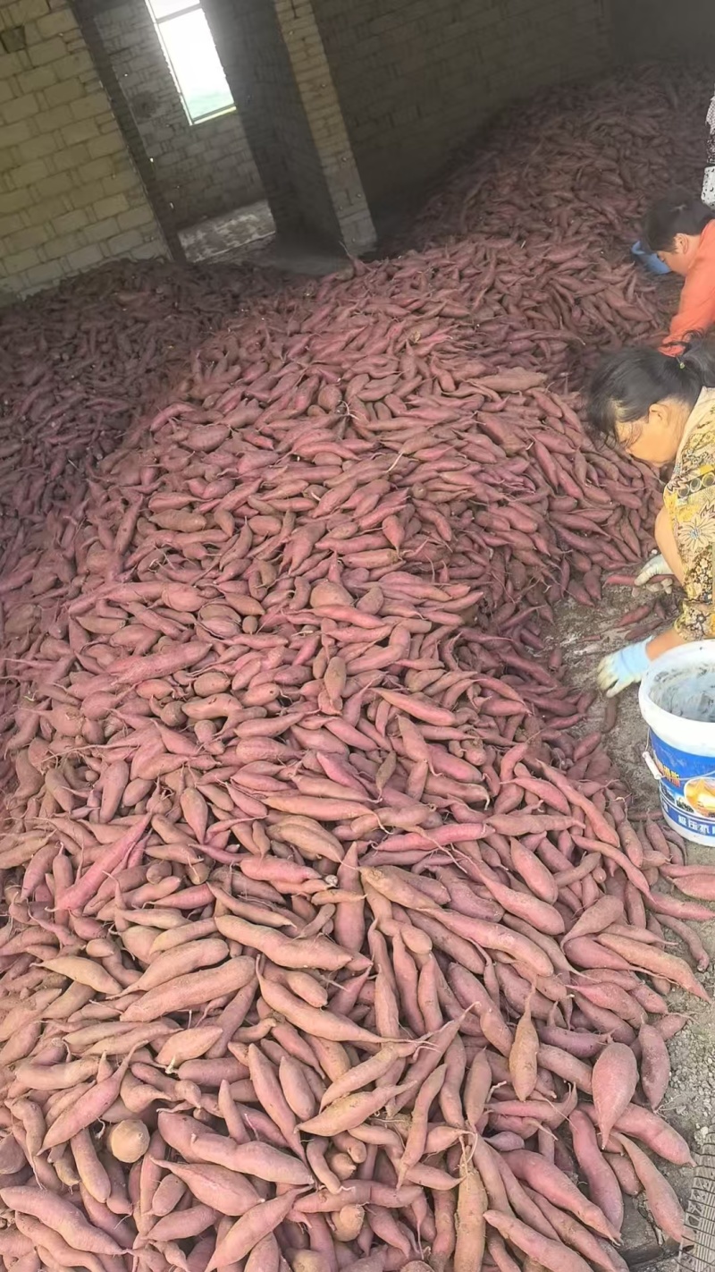 红薯紫薯基地直发品质保证量大从优欢迎来电
