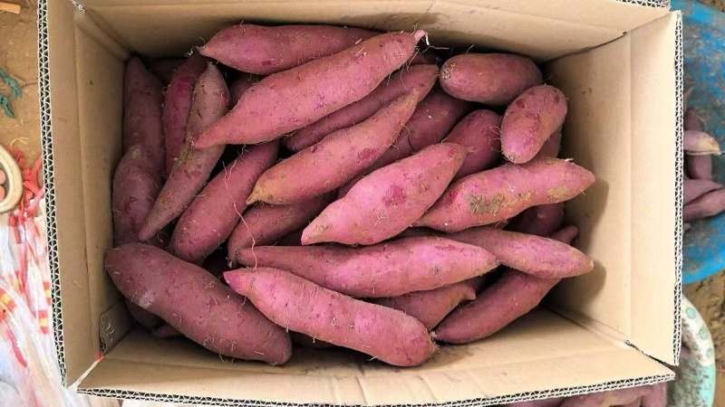 红薯紫薯基地直发品质保证量大从优欢迎来电