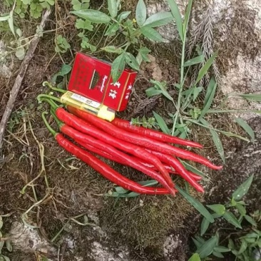 贵州露天辣椒