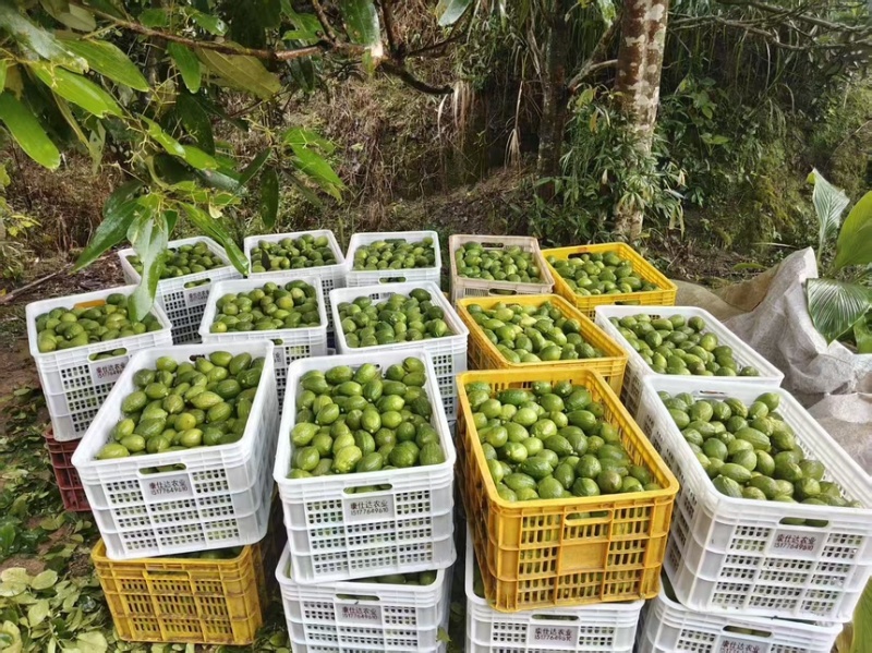 香水柠檬