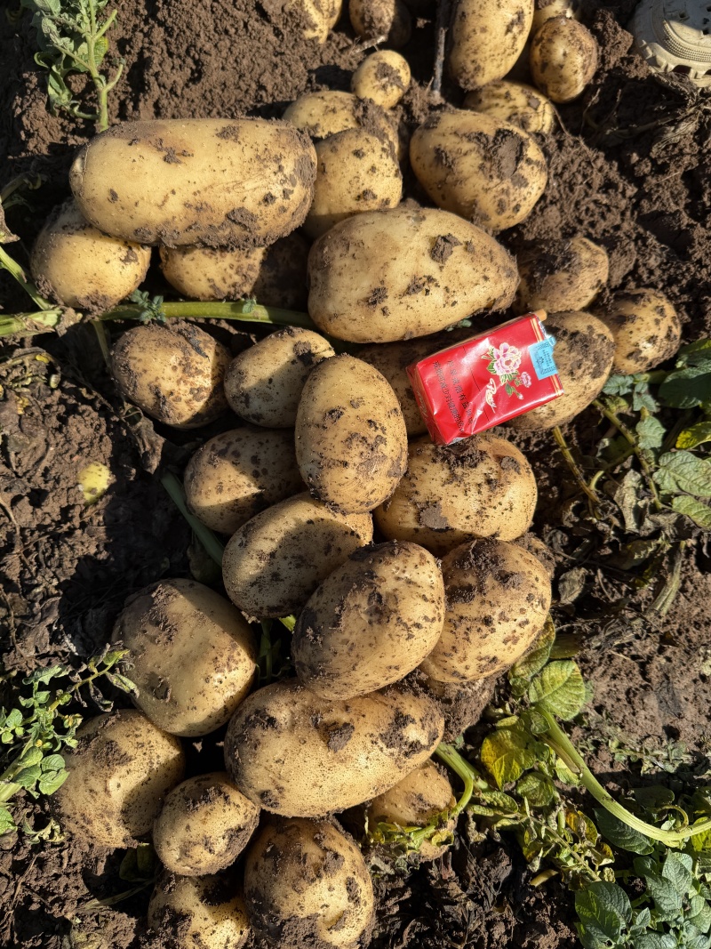 内蒙货源充足沃土5号土豆可视频看货
