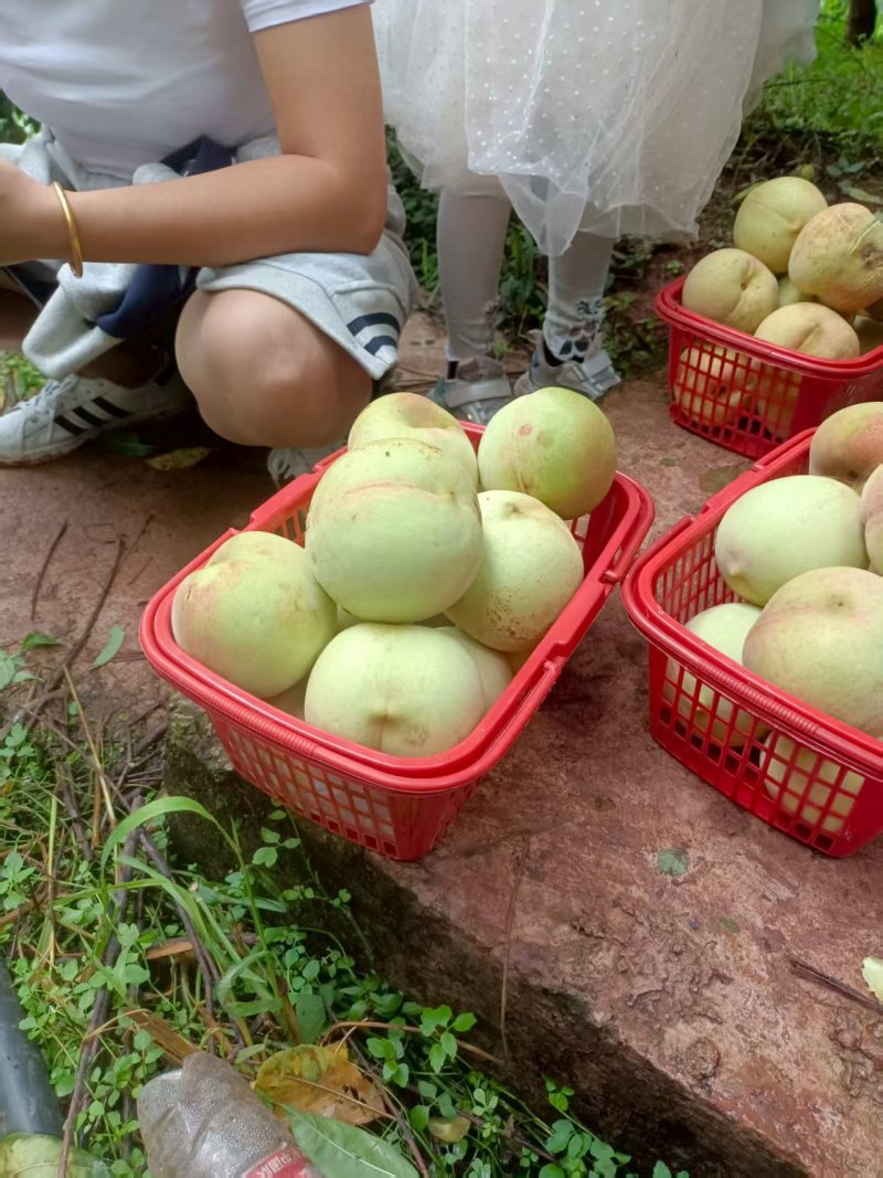 桃子红心脆桃四川桃子产地直发口感脆甜量大优惠