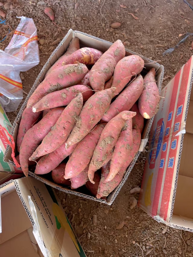 红薯西瓜红红薯品质保证诚信经营，万亩基地！