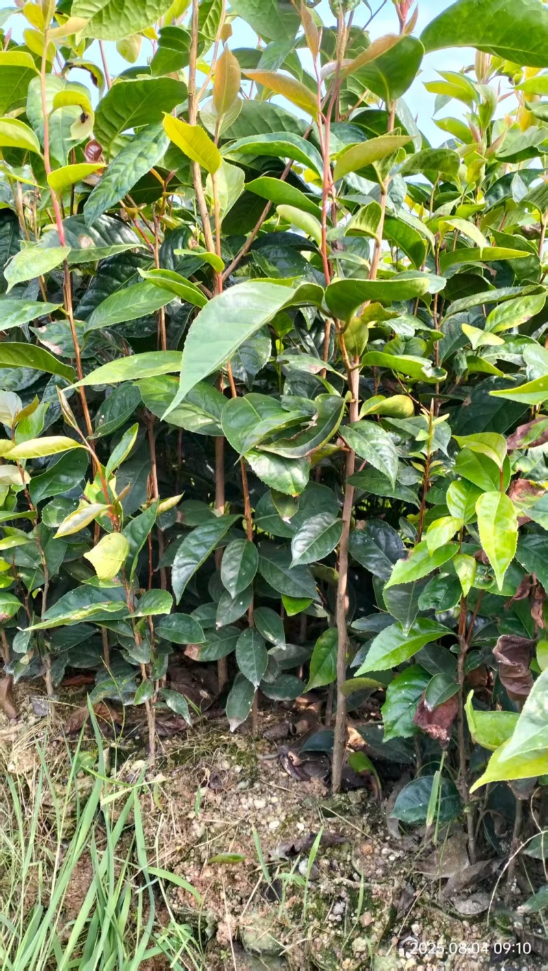 大果红花油茶苗，红花油茶树苗，红花油茶杯苗
