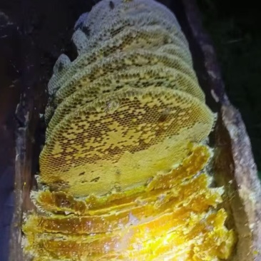【推荐】纯野生蜂蜜，一手货源欢迎电联