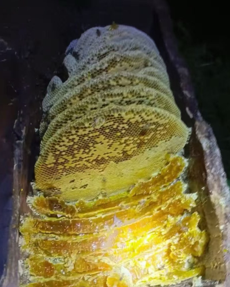 【推荐】纯野生蜂蜜，一手货源欢迎电联
