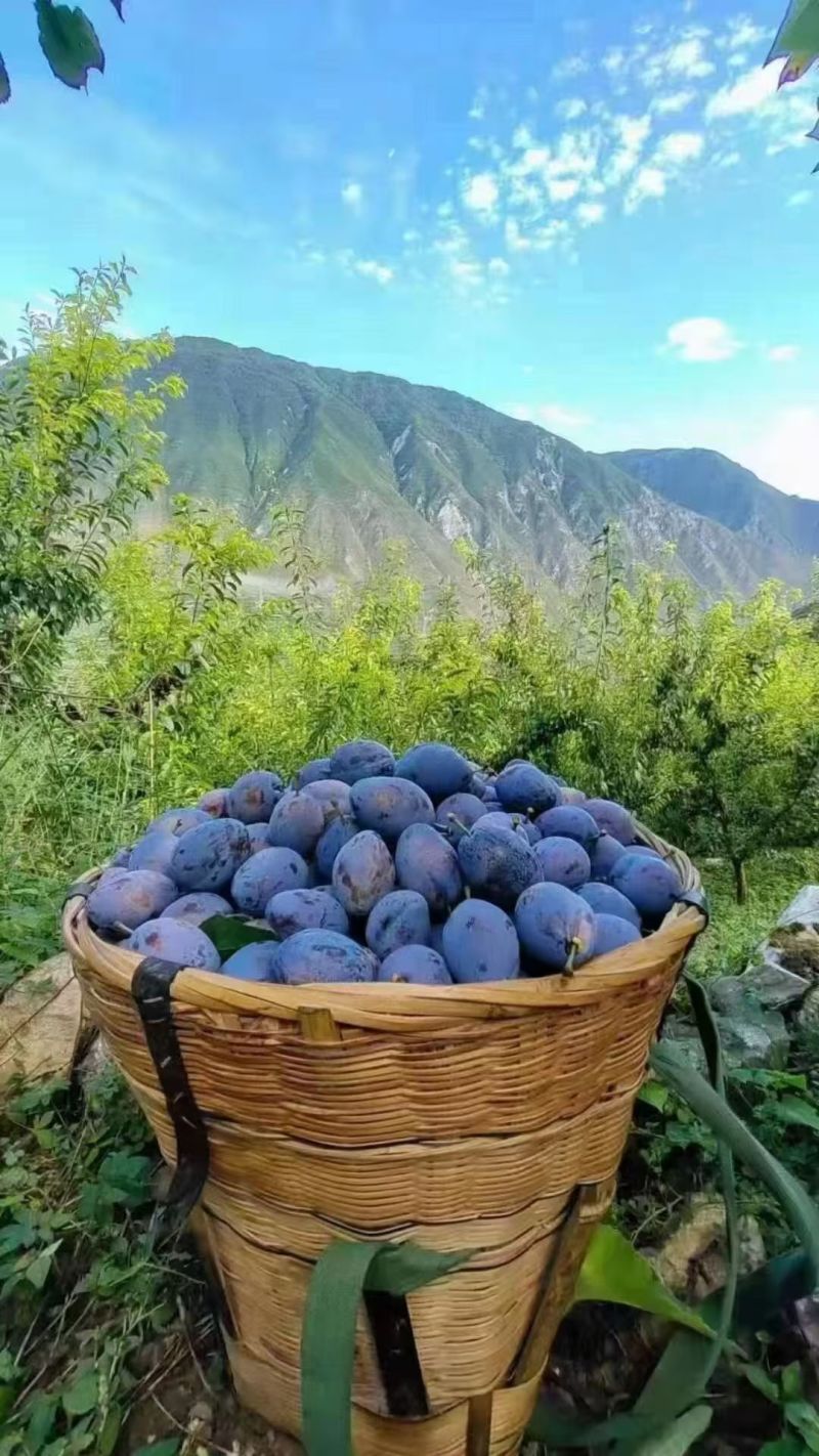 开州高山西梅