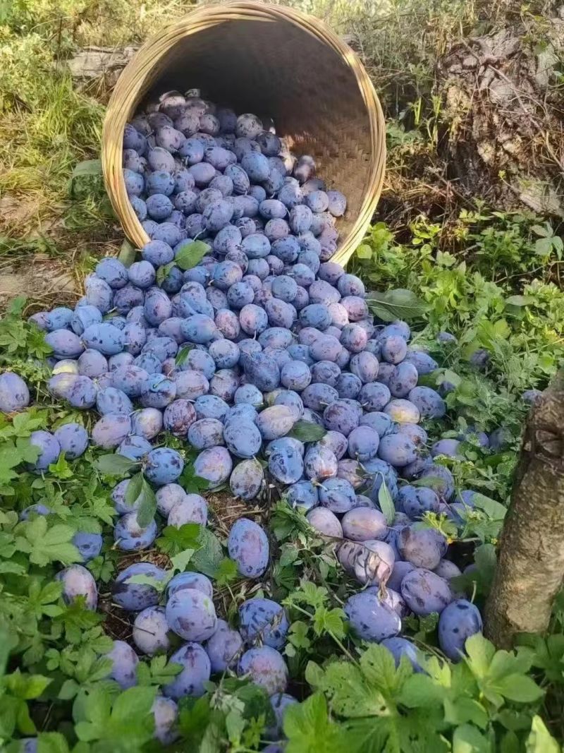 开州高山西梅