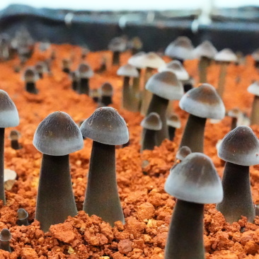 黑皮鸡枞菌