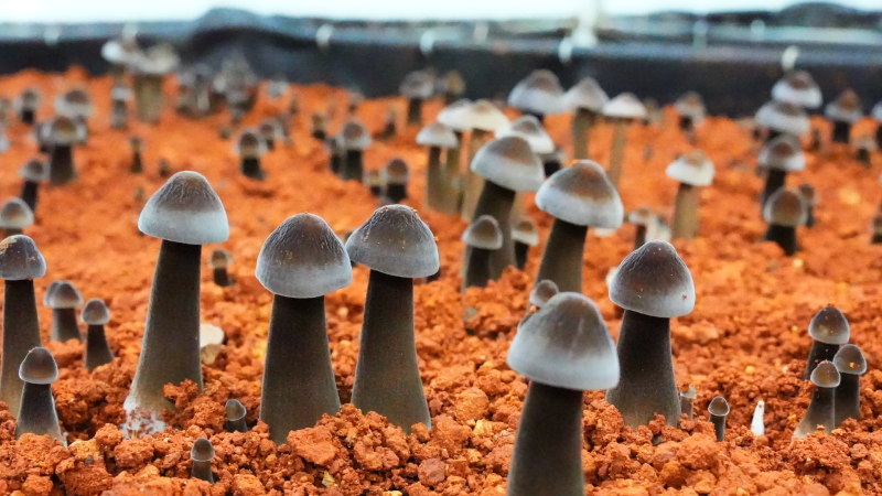 黑皮鸡枞菌