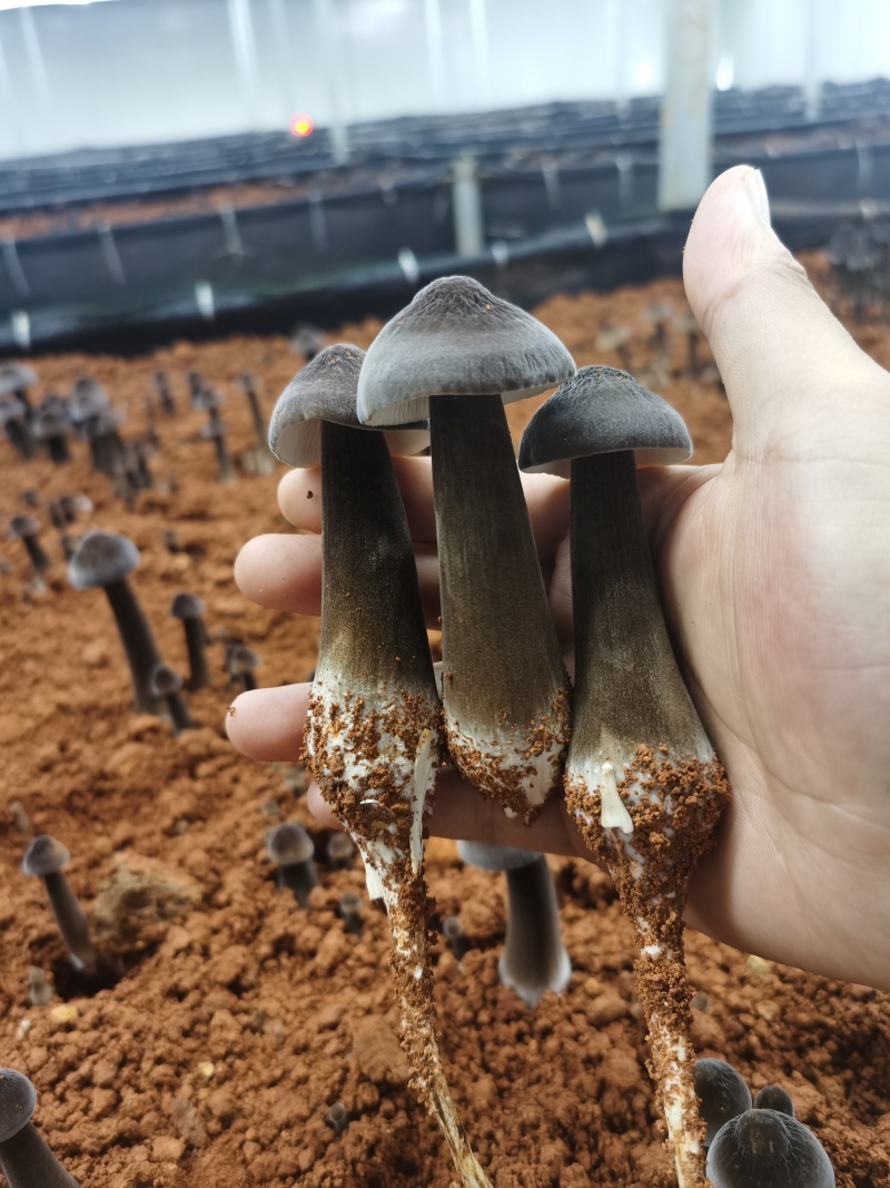 黑皮鸡枞菌