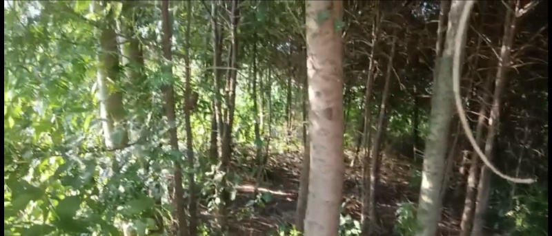 红豆杉