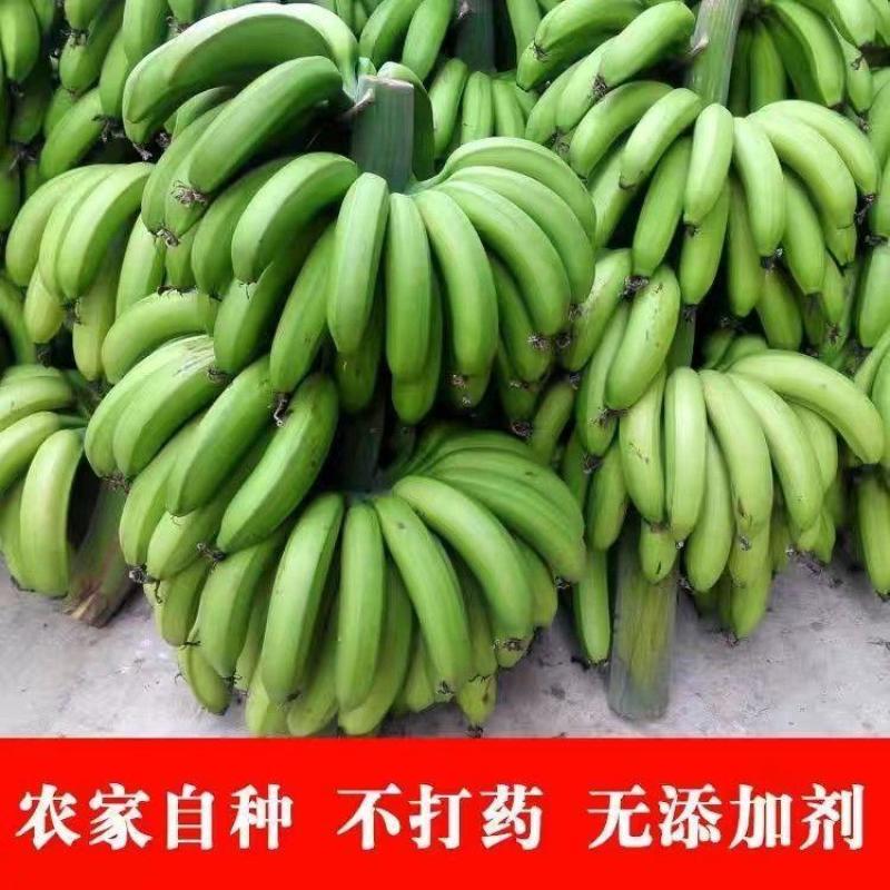 广西香蕉产地直供一件代发量大从优