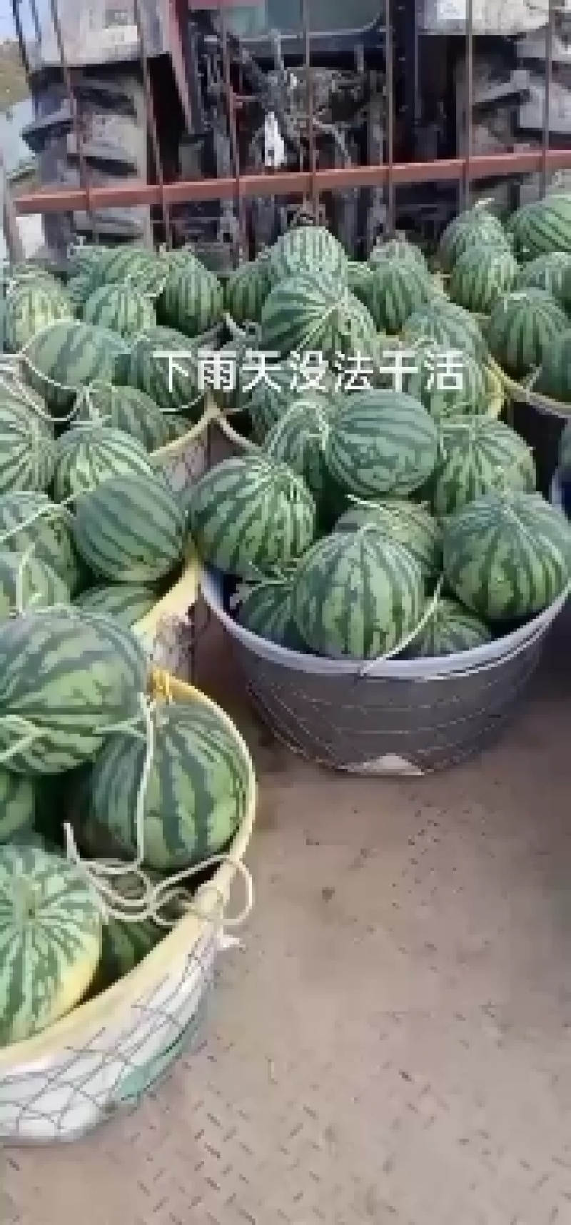 无籽美都，通货出售