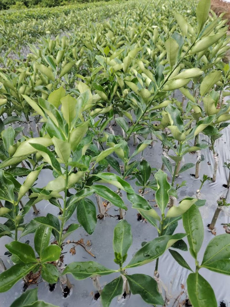 沃柑苗，另供网棚无菌苗，供当年可挂果杯苗，移植苗