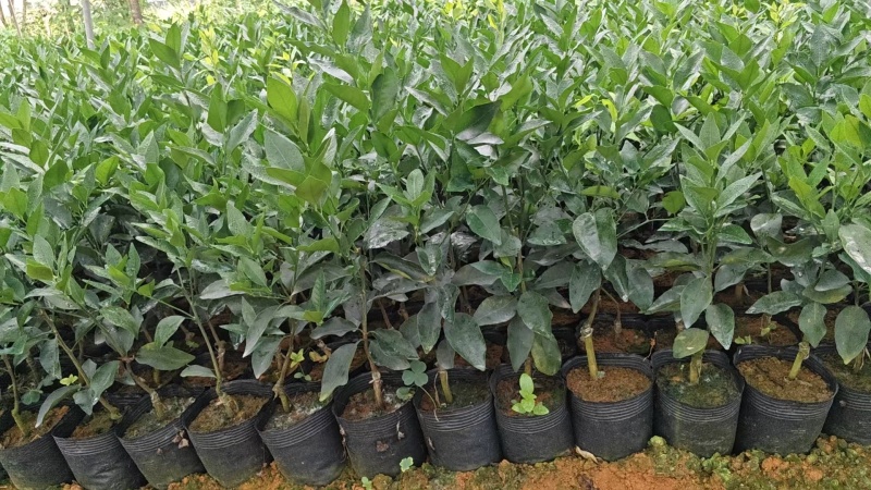 沃柑苗，另供网棚无菌苗，供当年可挂果杯苗，移植苗