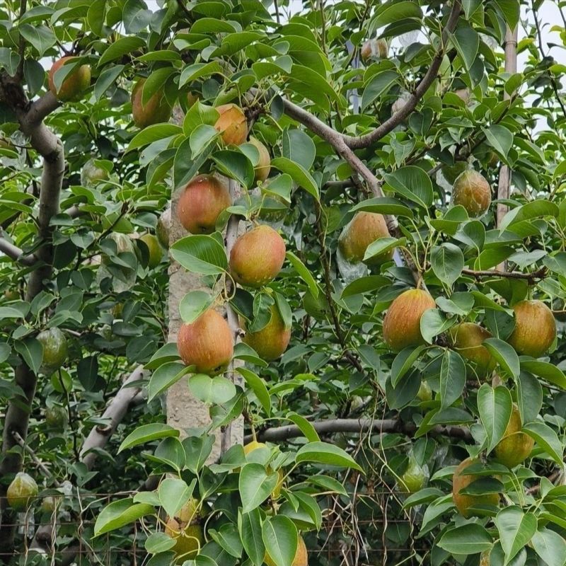 【电商】山东阳信媚梨七号头茬香梨