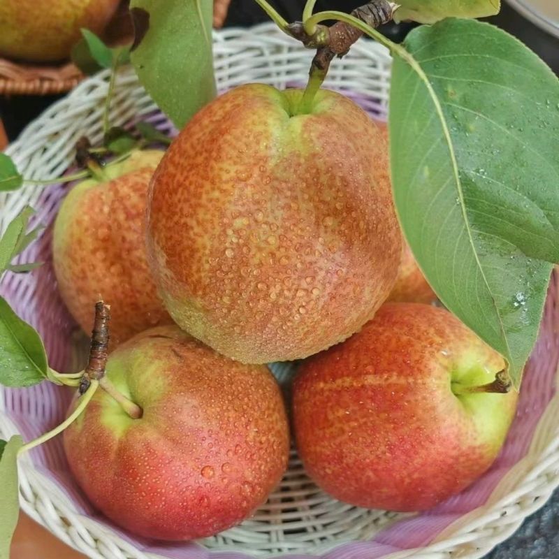 【电商】山东阳信媚梨七号头茬香梨