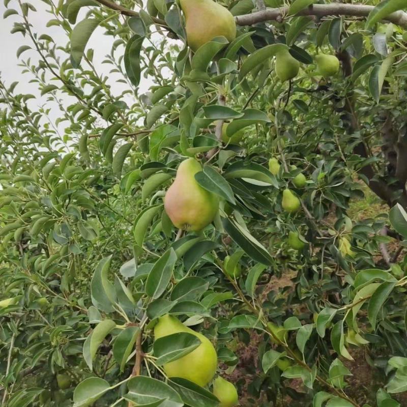 本地香蕉梨上市