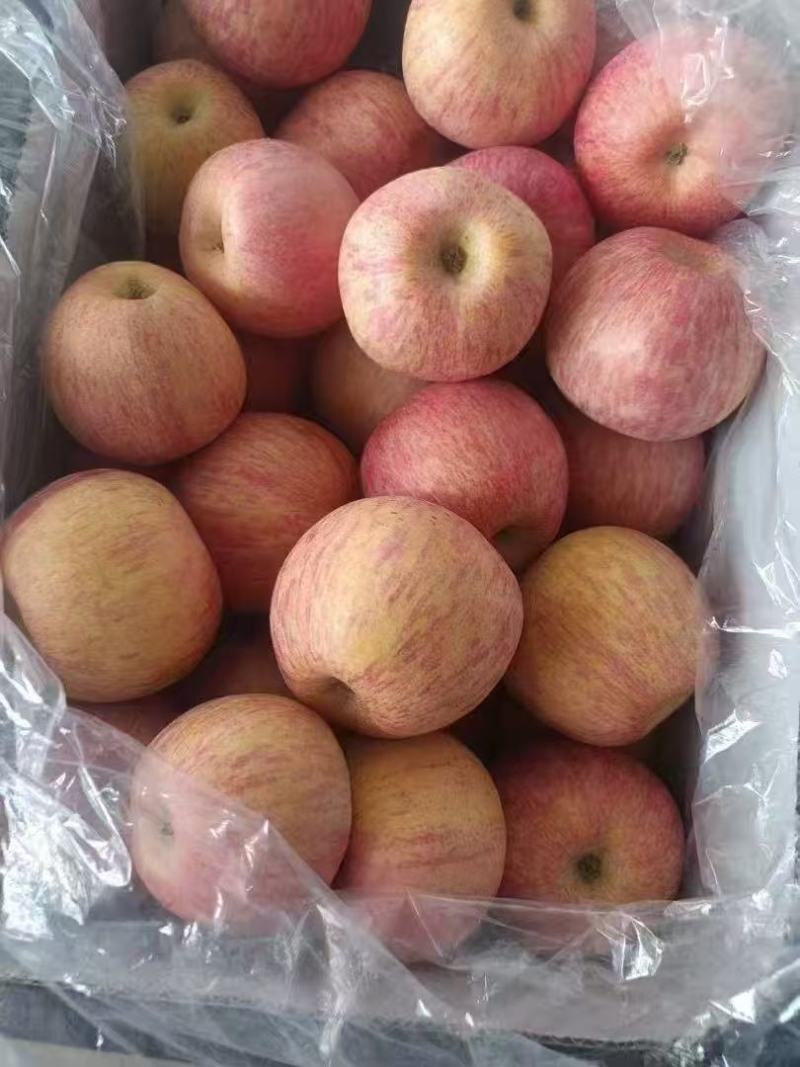【实力】辽宁红富士苹果大量有货/精品红富士苹果量大优惠