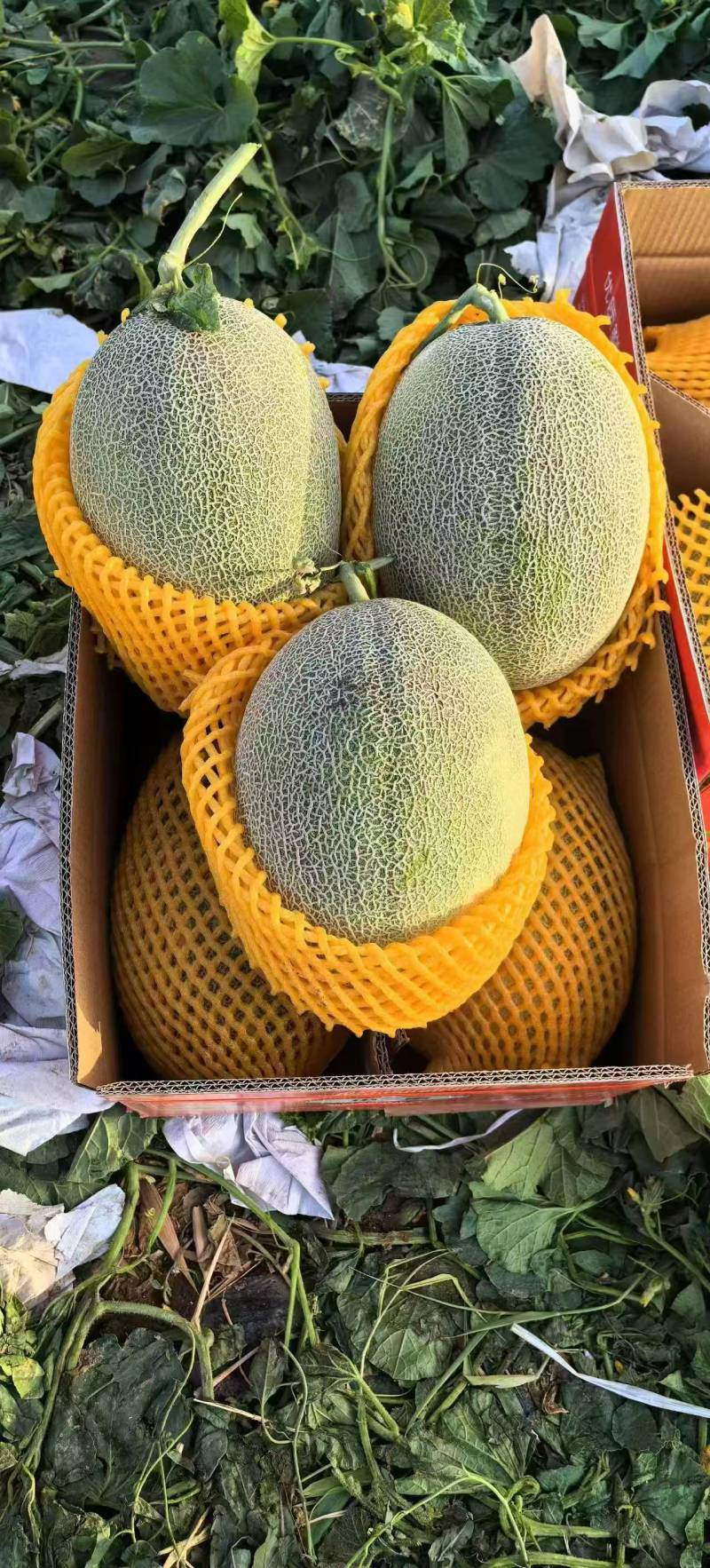 晓蜜25哈密瓜大量现货供应，品质好口感甜价格低，视频看货