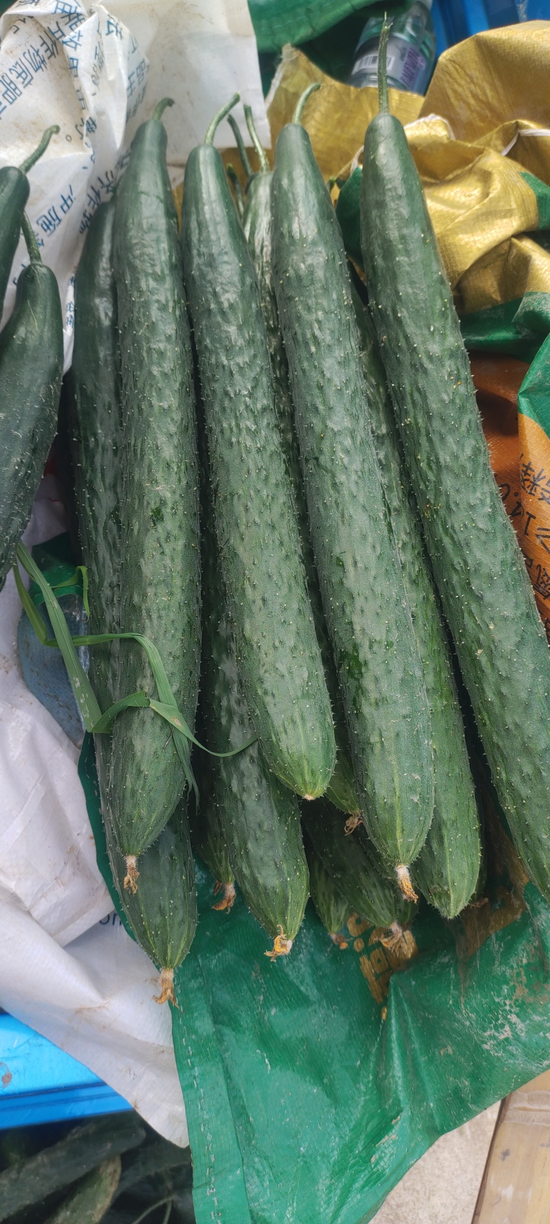 黄瓜