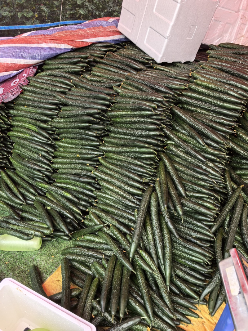 《精品》密刺黄瓜，青瓜、农户现摘现发，量大质优，全国供应