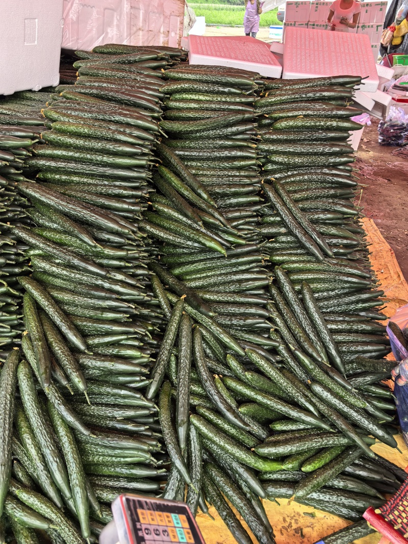 《精品》密刺黄瓜，青瓜、农户现摘现发，量大质优，全国供应