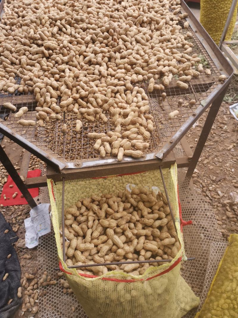 河南鲜花生带壳鲜花生大白沙花生过筛带壳鲜花生两子双子花生