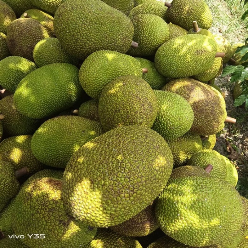 本地菠萝蜜