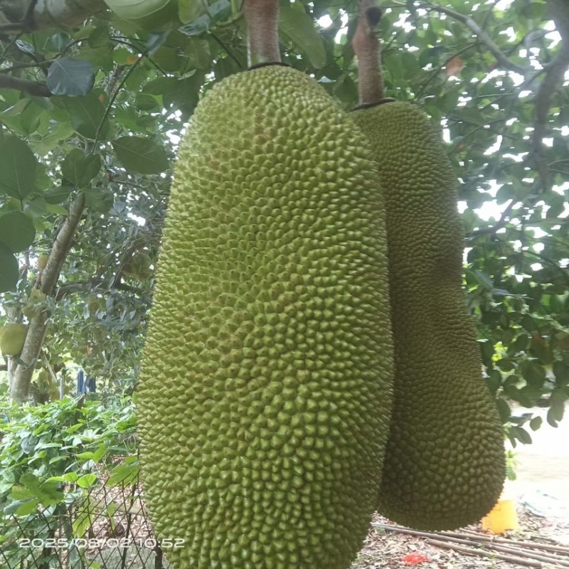 本地菠萝蜜