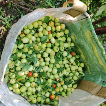 大洞山酸枣