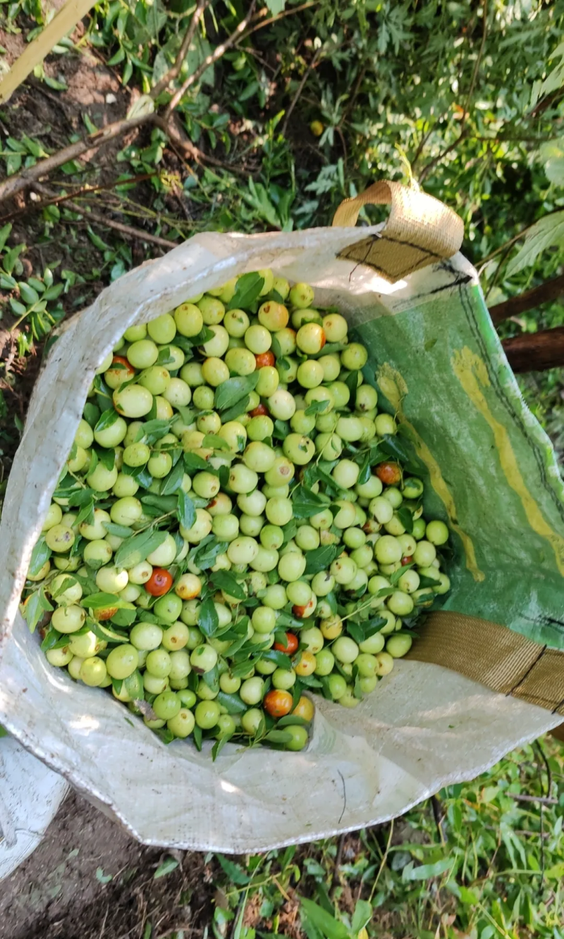 大洞山酸枣