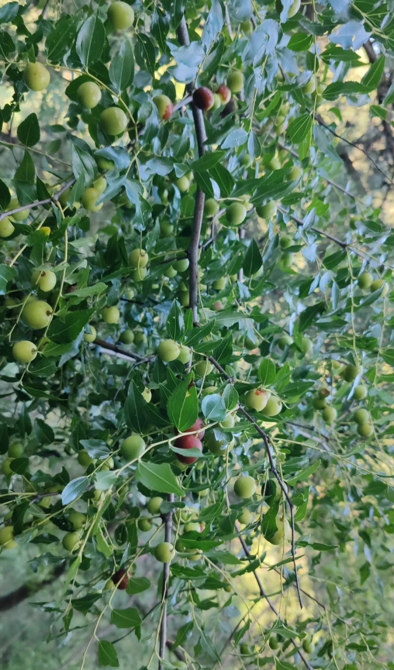 大洞山酸枣