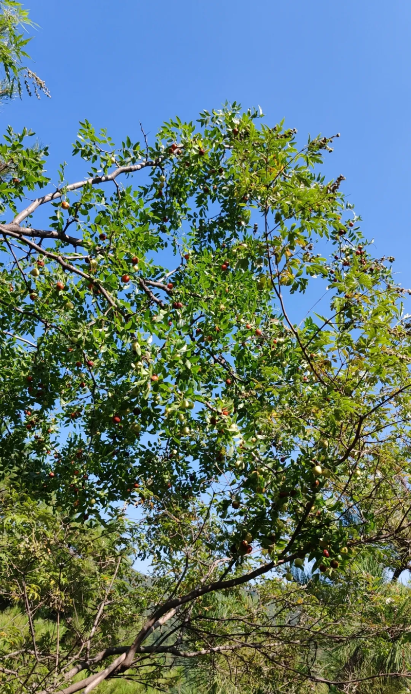 大洞山酸枣