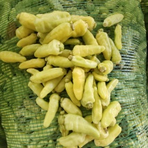 丘北皱皮野山椒