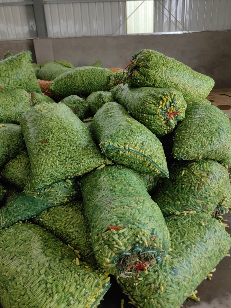 丘北皱皮野山椒