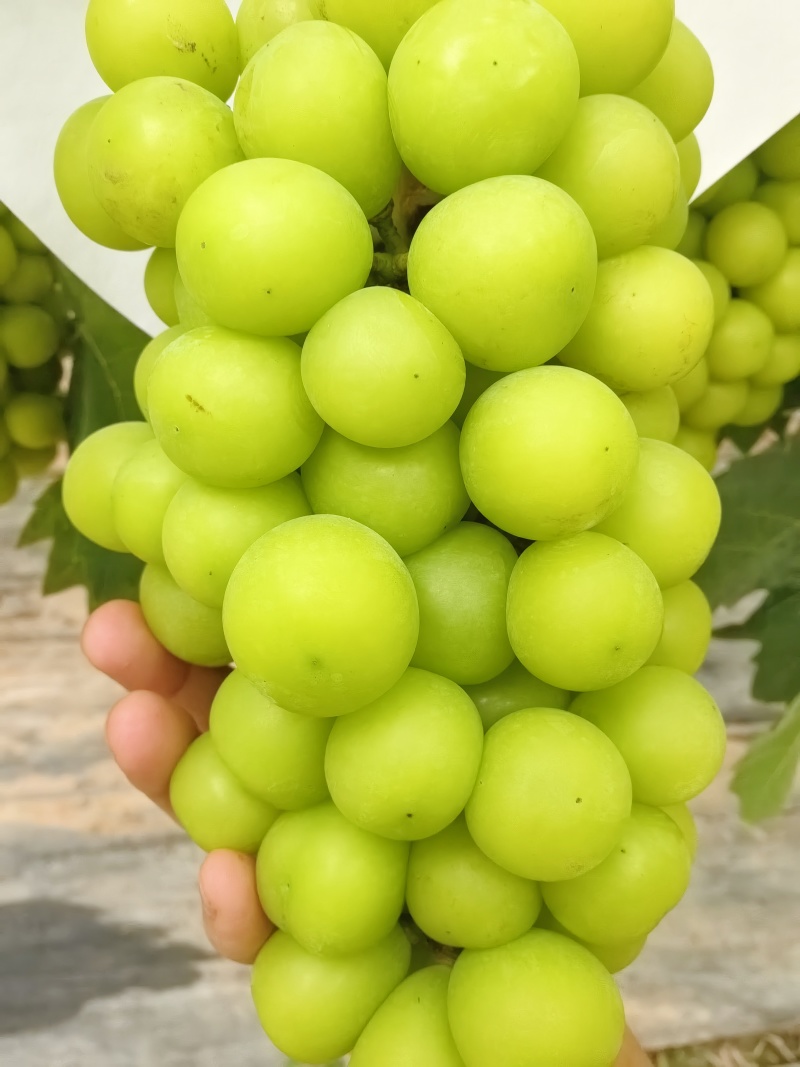成都龙泉阳光玫瑰出货