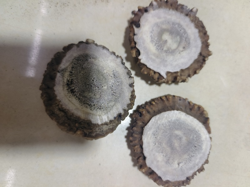 东北长白山鹿角帽包邮可代打粉