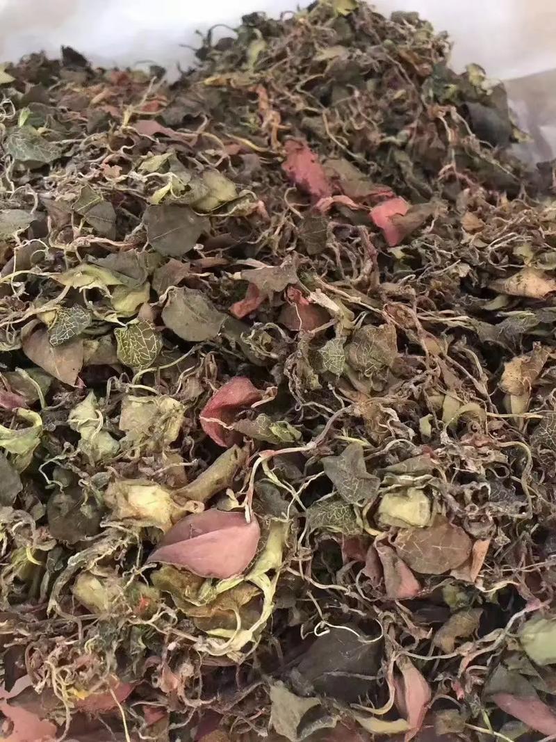 金线莲中药材欢迎各位老板来电咨询订购