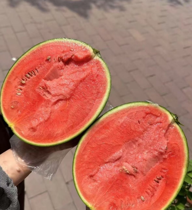【🍉小吊瓜】辽宁全美2K小糖丸西瓜保熟保甜可对接全国