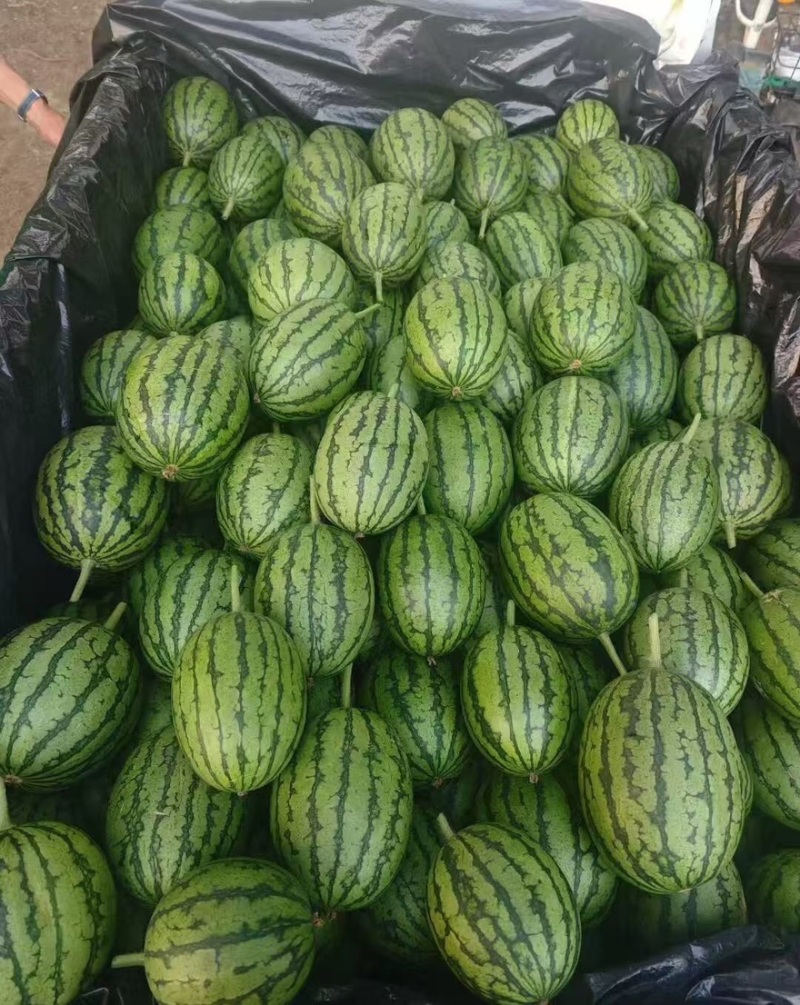 【🍉小吊瓜】辽宁全美2K小糖丸西瓜保熟保甜可对接全国