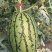 【🍉小吊瓜】辽宁全美2K小糖丸西瓜保熟保甜可对接全国