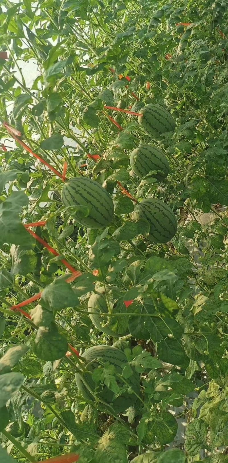 【🍉小吊瓜】辽宁全美2K小糖丸西瓜保熟保甜可对接全国