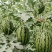 【🍉小吊瓜】辽宁全美2K小糖丸西瓜保熟保甜可对接全国