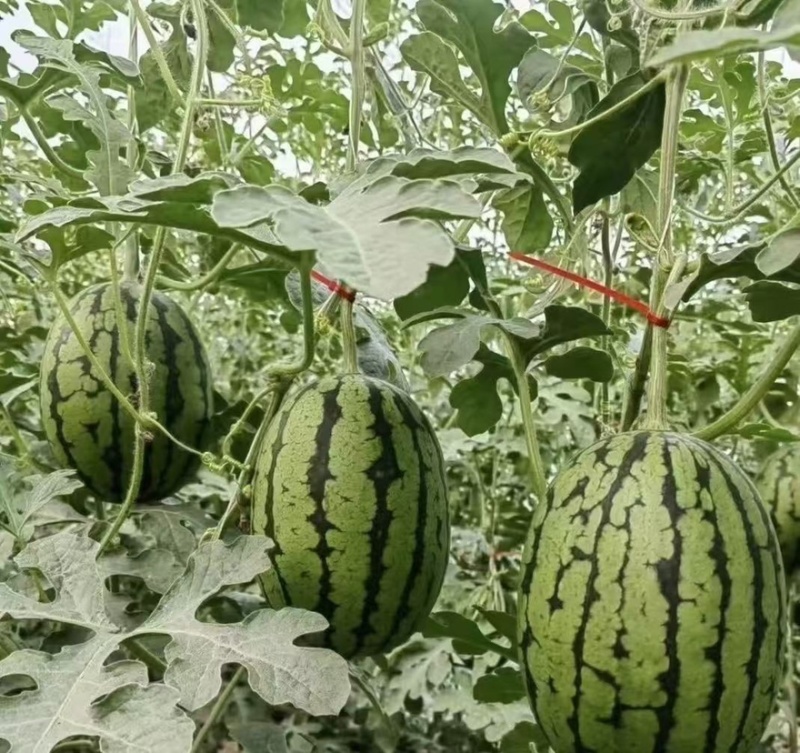 【🍉小吊瓜】辽宁全美2K小糖丸西瓜保熟保甜可对接全国