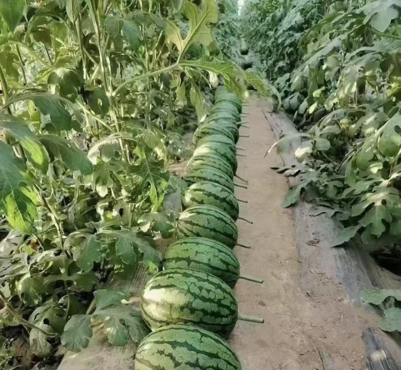 【🍉小吊瓜】辽宁全美2K小糖丸西瓜保熟保甜可对接全国